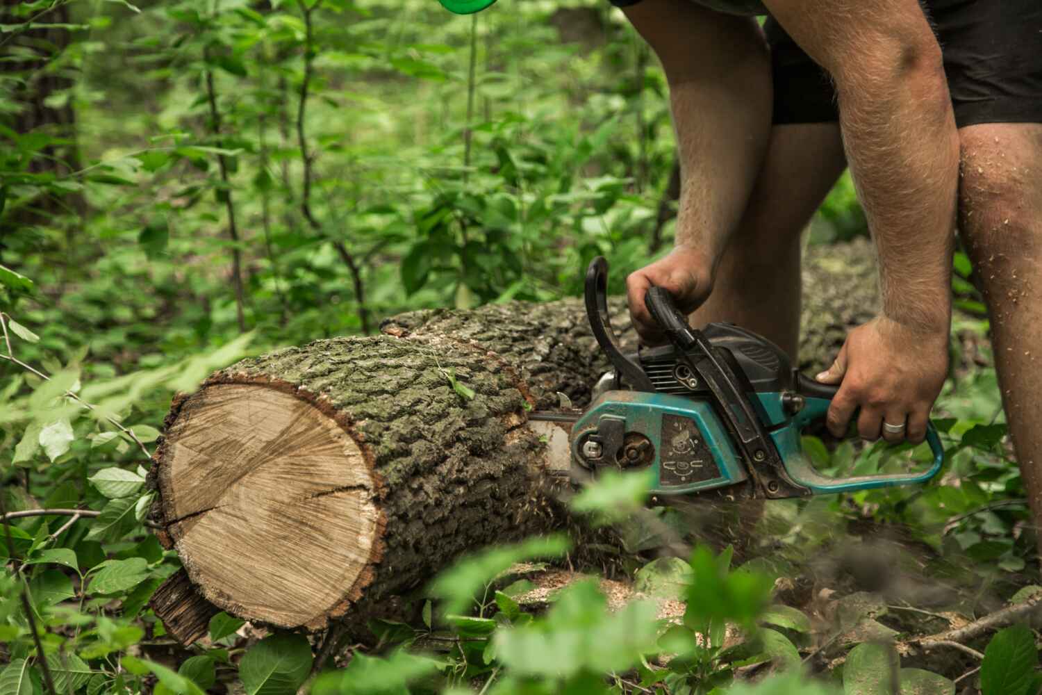 Best Dead Tree Removal  in USA